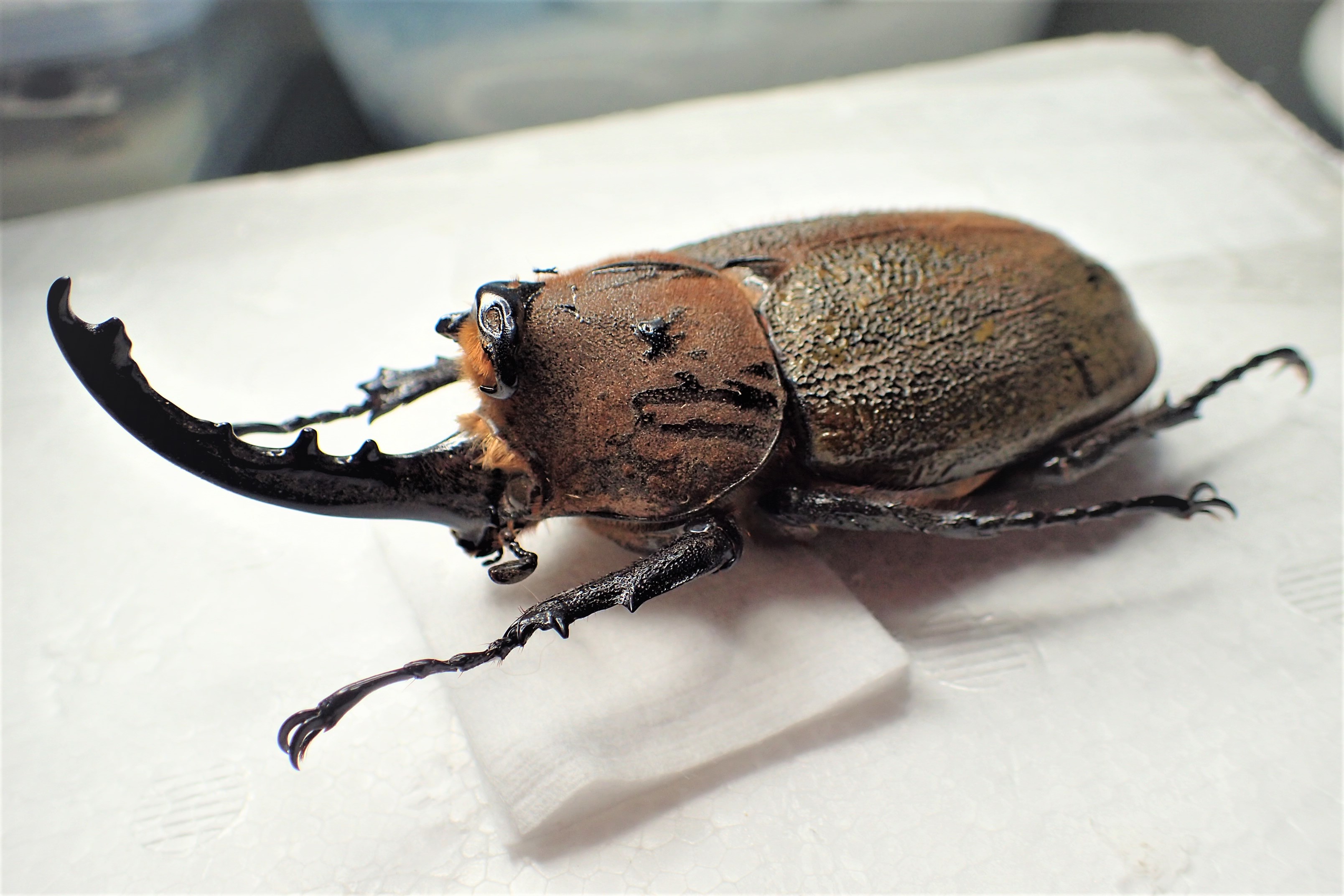 モザイク　雌雄同体　タランドゥス　死虫　標本 標本】雌雄モザイク ミヤマクワガタ - メルカリ
