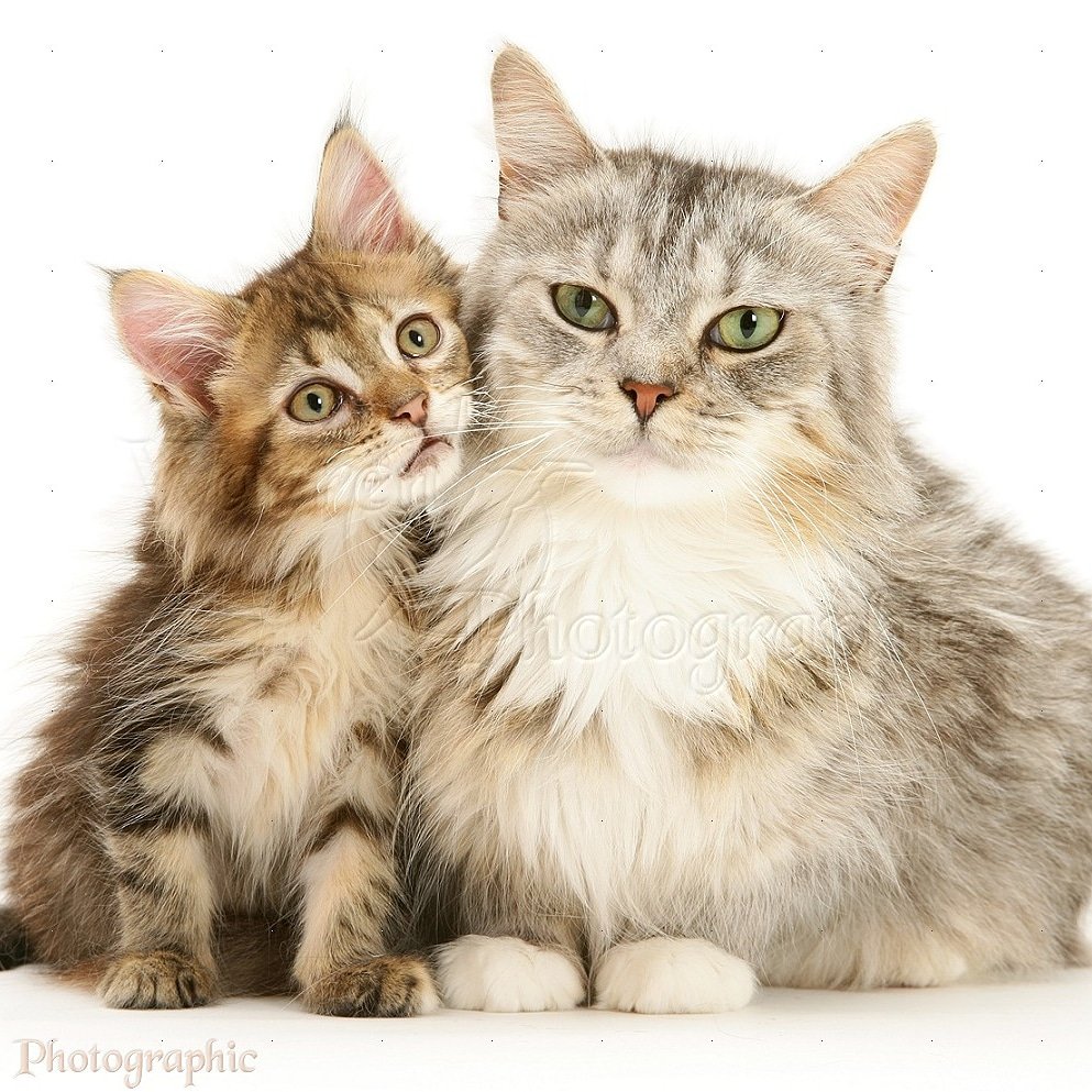 YKittenlover's tweet photo. #cat #cats #catlover #catlovers #kitty #kittybox #kittyperry #kitten #kittens #kitties #CatsOfTwitter #CatsOnTwitter #CatsRule #petlovers #petsitter #catsofinstagram https://t.co/A9yWng8Srn