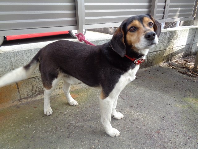 توییتر Japanesemichael Jackson در توییتر 鹿児島県鹿屋保健所 迷子犬 性別 男 年齢推定 中齢 犬種 ビーグル系又は雑種 体格推定 中 毛色 黒茶白 保護月日場所 3 24 串良町上小原 赤色首輪 迷子犬 鹿児島県 鹿屋市 串良町上小原 ビーグル犬