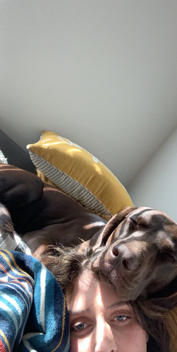 brreddin5's tweet photo. taking national dog day to show off ella girl. the weirdest sleeper there is 🥺🤍 https://t.co/zQ7GDXOzdf