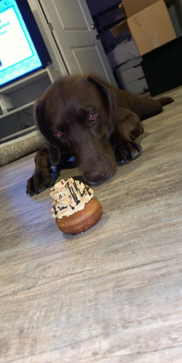 brreddin5's tweet photo. taking national dog day to show off ella girl. the weirdest sleeper there is 🥺🤍 https://t.co/zQ7GDXOzdf