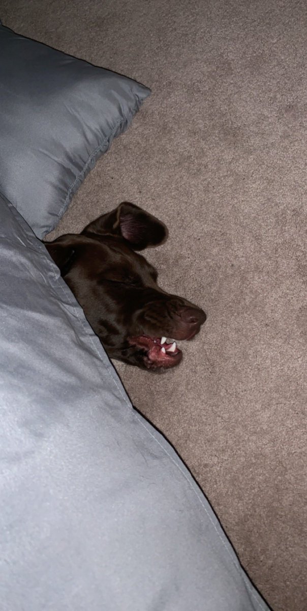 brreddin5's tweet photo. taking national dog day to show off ella girl. the weirdest sleeper there is 🥺🤍 https://t.co/zQ7GDXOzdf