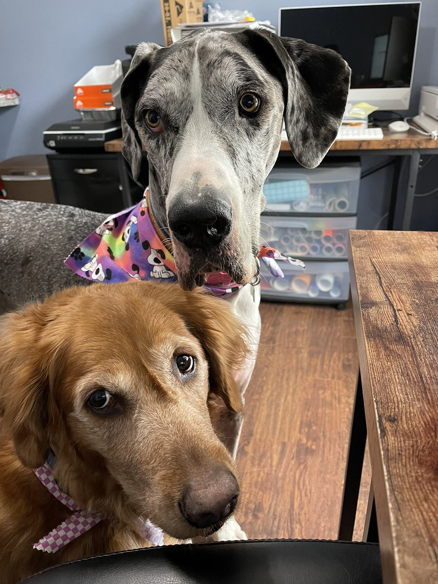 ka96's tweet photo. @dog_rates Riley and Maisy are here for the party (and the popcorn I was eating)! https://t.co/ZiodFxpatt