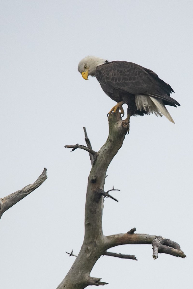 SarahMaxPix's tweet photo. Always majestic Bald eagle. #baldeagle #assateague #birdwatching #birder https://t.co/hsj3Css0MP