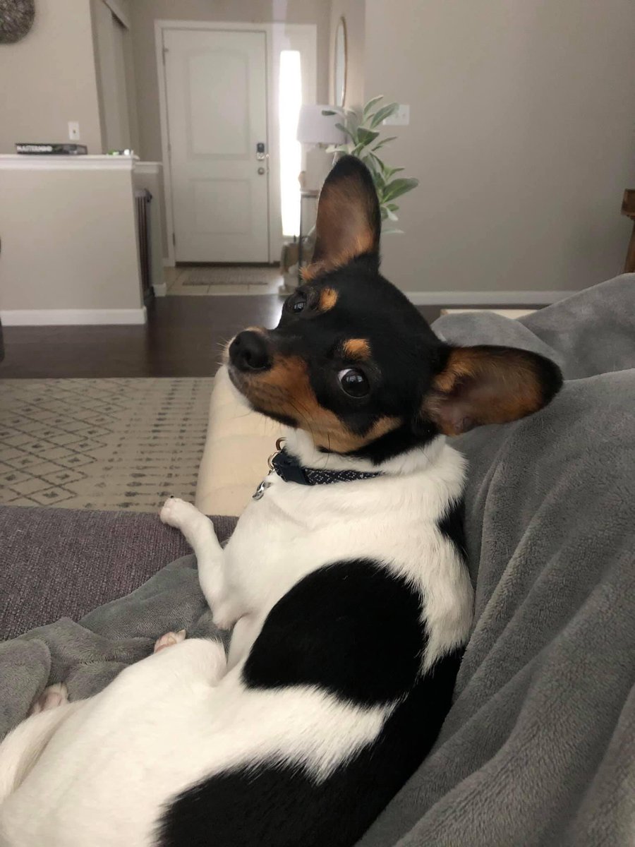 Did someone say it’s National puppy day??? Here’s @Zachtwaf ‘s puppy Mojo!! ❤️