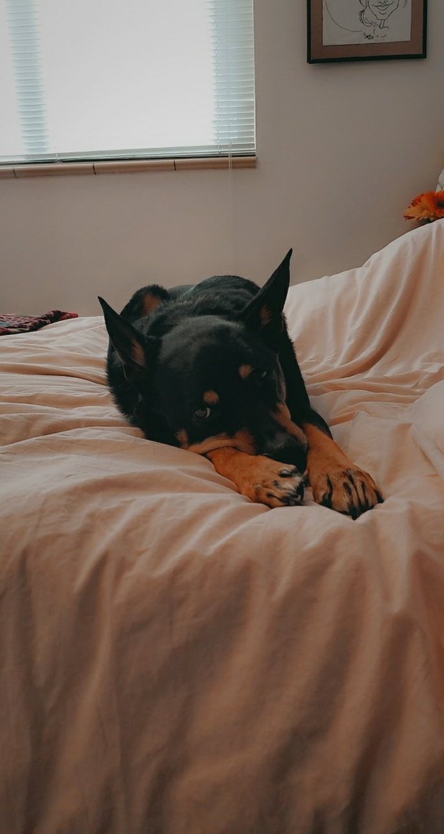 mariss0713's tweet photo. @dog_rates Bolt ⚡ https://t.co/NfUtDT2UPD