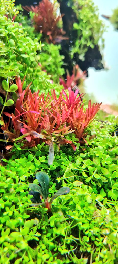 ApkNature's tweet image. สีสัน