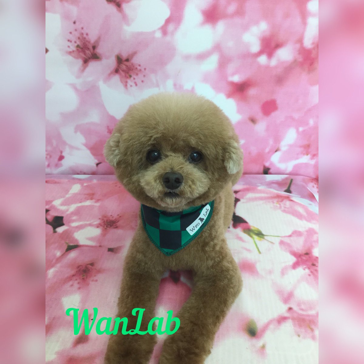 dogsalon_wanlab's tweet photo. β‘γΎγγγβ‘
#wanlab
#εΊδΈεΈ
#γγͺγγ³γ°γ΅γγ³
#γγγͺγγΌ
#γ²γ¨γγΎγΌ
#γγ€γγΌγγ«
#γγ€γγΌ
https://t.co/UOa7vJOjT7 https://t.co/ifgATBiyHd