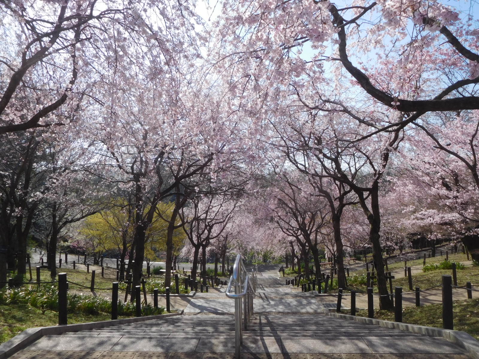 名古屋市東山動植物園 糸桜が見頃です W 東山動植物園 植物園 桜 桜の回廊 糸桜 お花見 T Co E74nyysxln Twitter