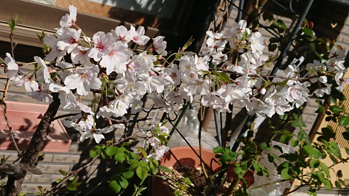 NANASE_cat0588's tweet photo. 全然顔出せなくてすみませんm(_ _)m
うちの桜が今年も数を増やして咲きました🌸
満開です☺️ https://t.co/UPfQVASBT7