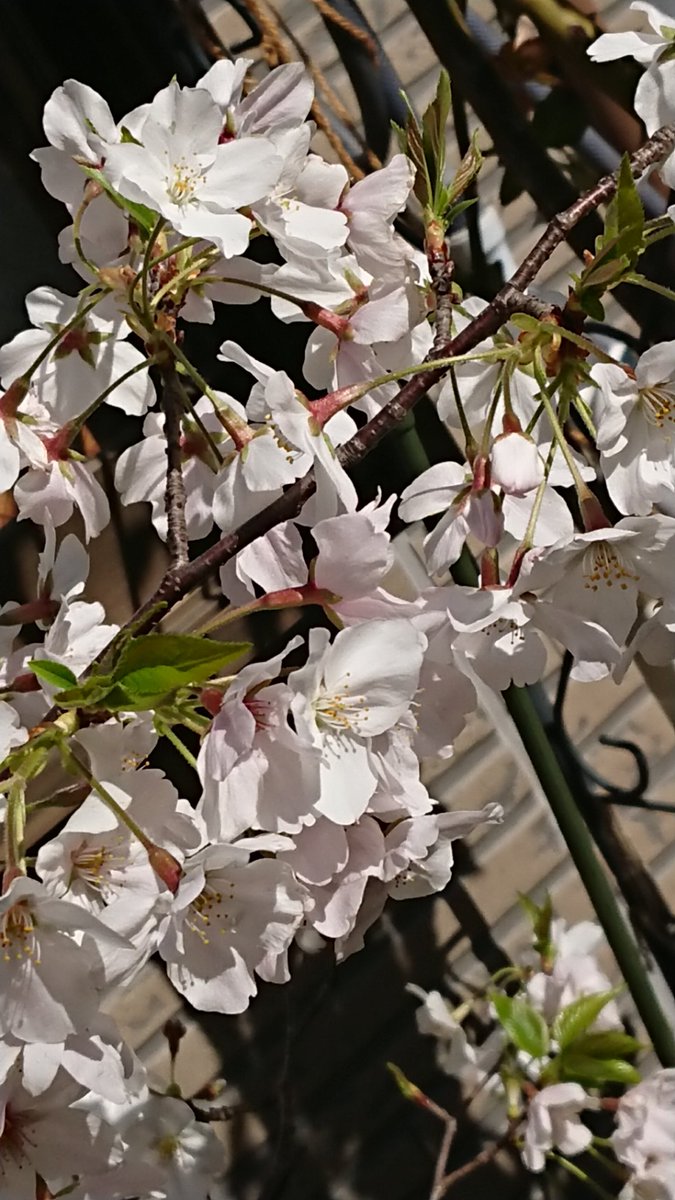 NANASE_cat0588's tweet photo. 全然顔出せなくてすみませんm(_ _)m
うちの桜が今年も数を増やして咲きました🌸
満開です☺️ https://t.co/UPfQVASBT7