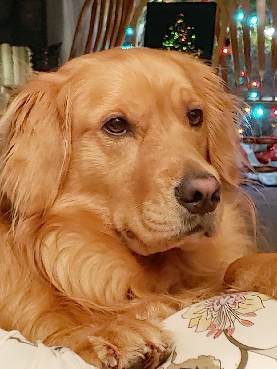 cora_mcknight's tweet photo. @alysonschafer Caramel! She was a Therapy dog  before covid and an animal blood donor. She misses her work very much and hopefully one day she can do again! https://t.co/tDvwy23zrb