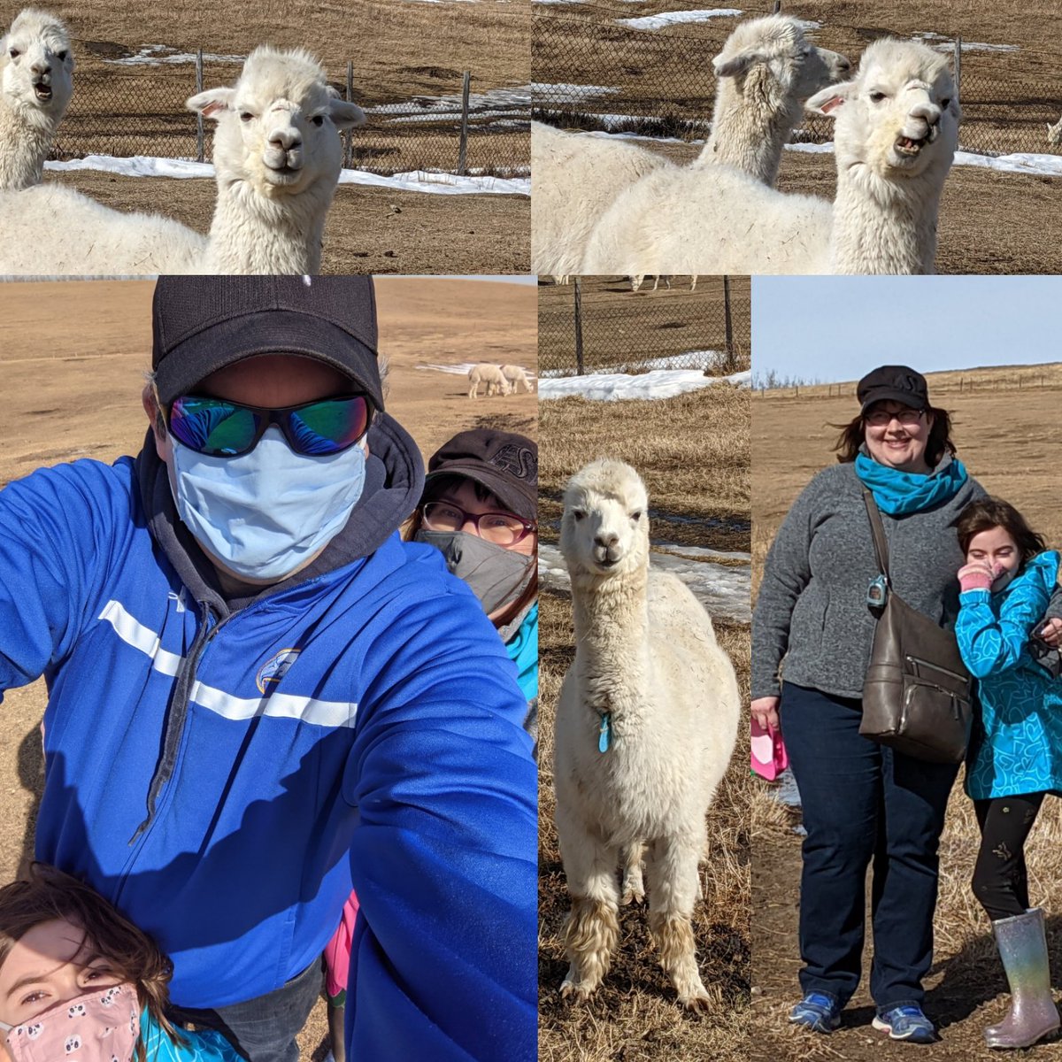 darrinthompson6's tweet photo. #TuesdayFeeling
sharing pics of our recent #thompsonfamily trip to Kirk's #Alpaca Farm and
our 11 year old
#pug
baby Jube
aka
JubJub the PugPug
#PuppyDay
#OurAlberta https://t.co/PtEz6rgLQv