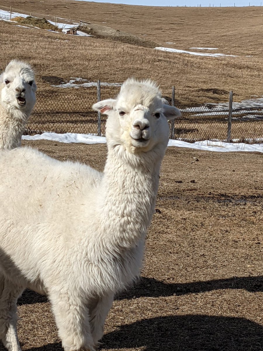 darrinthompson6's tweet photo. #TuesdayFeeling
sharing pics of our recent #thompsonfamily trip to Kirk's #Alpaca Farm and
our 11 year old
#pug
baby Jube
aka
JubJub the PugPug
#PuppyDay
#OurAlberta https://t.co/PtEz6rgLQv