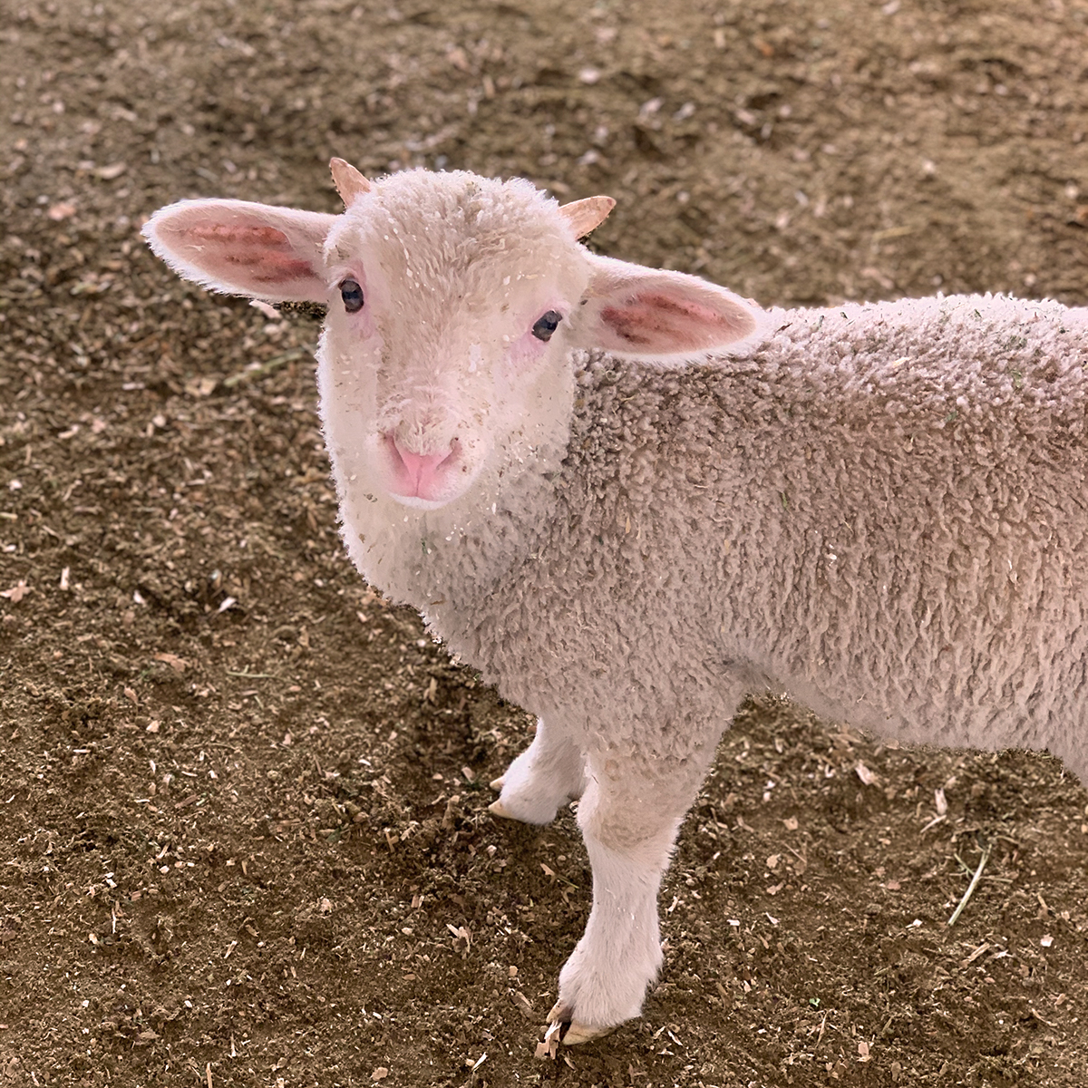 leonisadobe's tweet photo. Our lambs are getting so big! The male lambs like Francis here are starting to get their horns. The first two or three years are when horns grow fastest, but it's always a surprise seeing our bottle babies turn into little rams at only about two months of age! https://t.co/BzEsdjsHWV