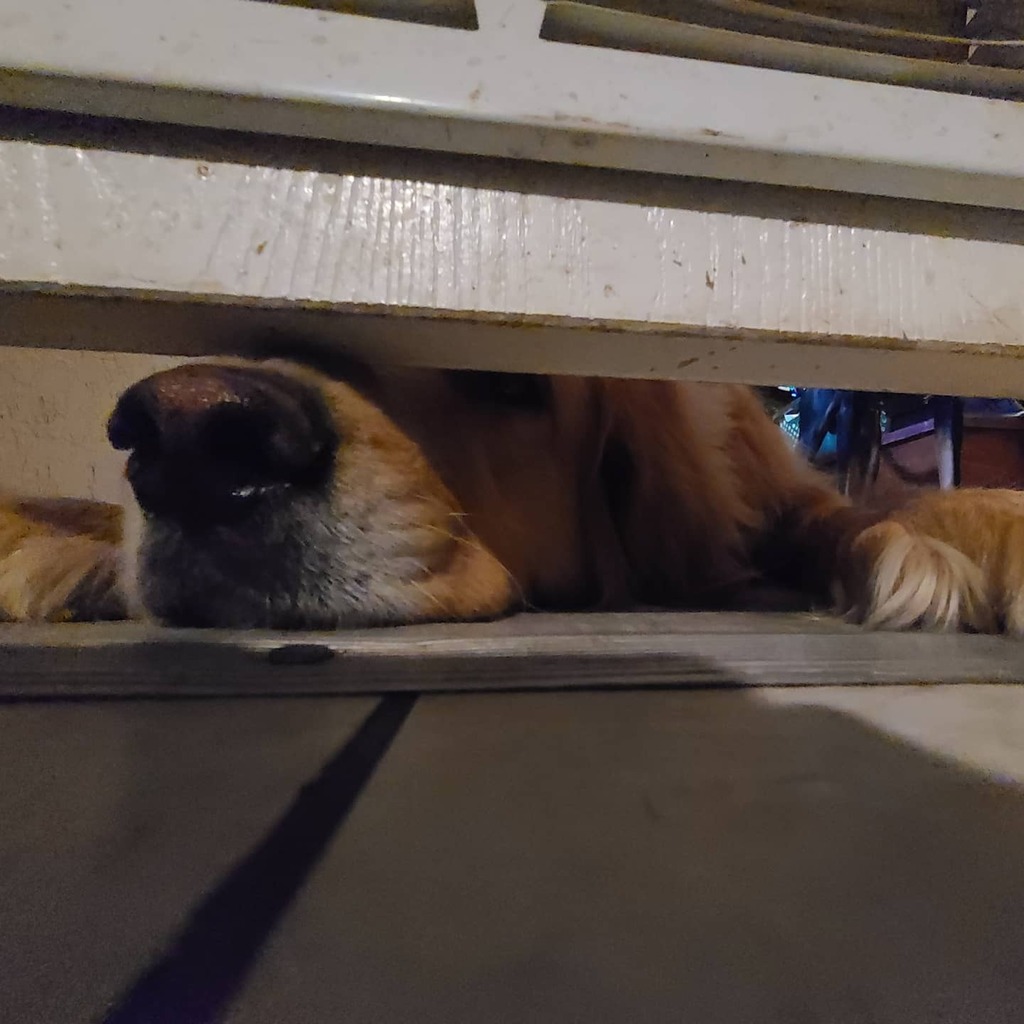 Lil_MissLiving's tweet photo. Thor would like to come into the out now. https://t.co/H13PAErAVa https://t.co/w30S5YuVsd