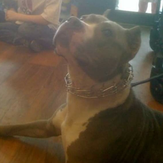Tattoo_VO's tweet photo. 🌞 This was from the day we met. A week later I brought you home.
🐶 You weren't a puppy and actually had your own puppies.
❤ But you'll always be my puppy no matter where you are in this universe.
#nationalpuppyday #ripmercy #rescuedog #Pitbulls #love https://t.co/bovM25mTdu