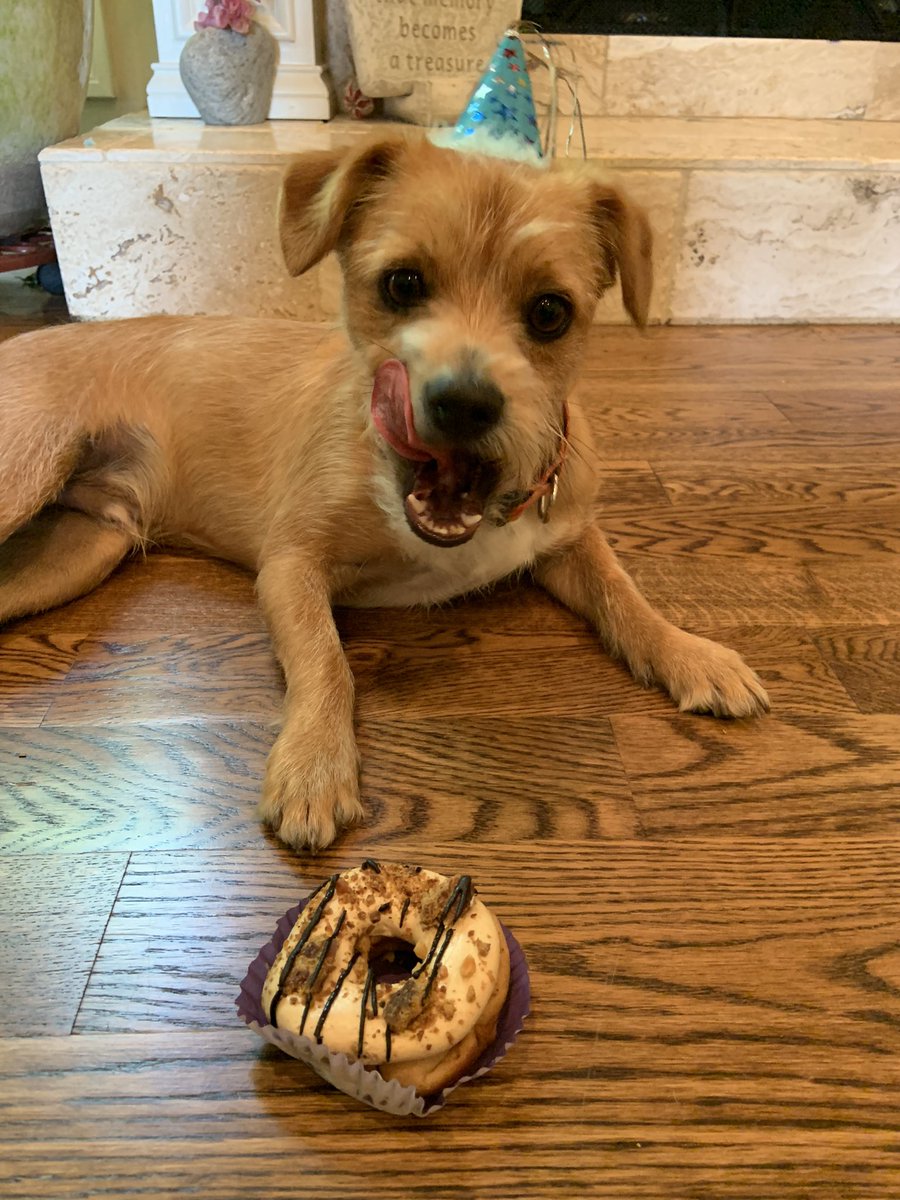 heidipearce01's tweet photo. Celebrating #NationalPuppyDay https://t.co/WtwbrN2ZJA