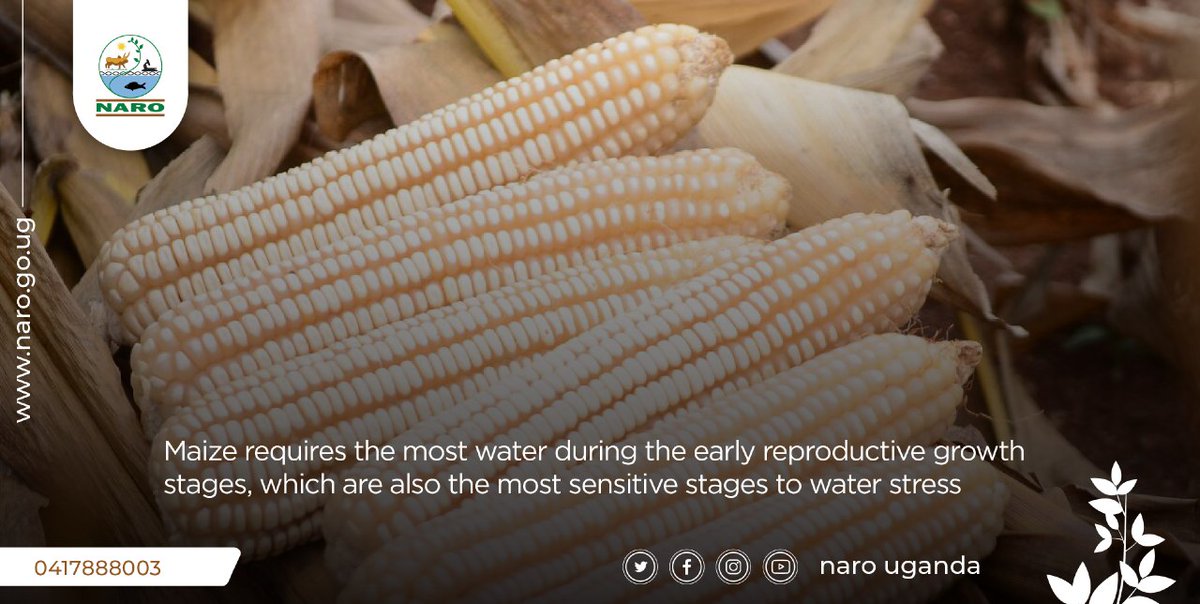 narouganda's tweet photo. Maize Planting: Timely planting is very crucial and it is best to plant after 2-3 good rains. Dry planting is not encouraged unless a farmer is sure of good rain within 3-4 days and the seed should be dressed with a chemical thus the advantage of using certified seed. https://t.co/UECcOclbE8
