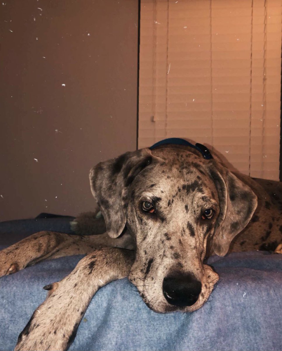 trxpkill's tweet photo. heard it’s #NationalPuppyDay so i gotta show Big Head off https://t.co/3k4EHLE1Dt