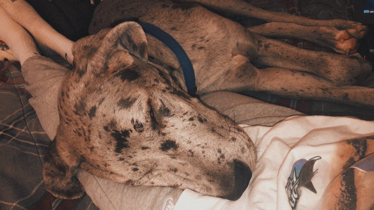 trxpkill's tweet photo. heard it’s #NationalPuppyDay so i gotta show Big Head off https://t.co/3k4EHLE1Dt