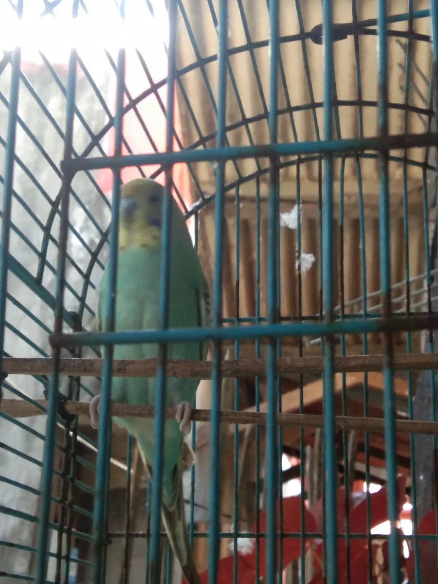 canitmate's tweet photo. my real bird named chirpie https://t.co/RyufypUXbQ