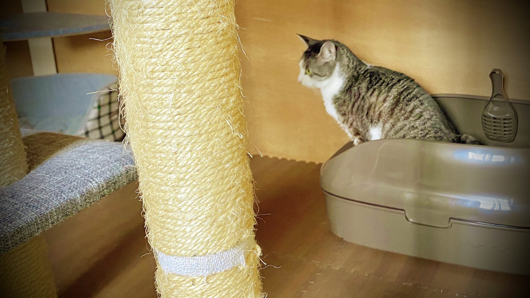 ニャンとも清潔トイレ 公式 Kao Nyantomo Twitter