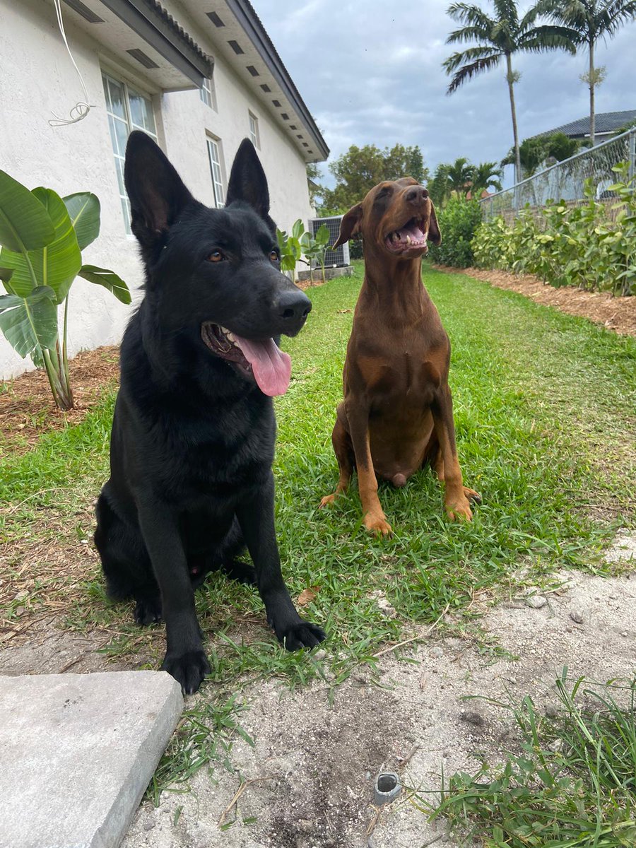 castor26's tweet photo. Always #NationalPuppyDay for these two https://t.co/4aYXQQQ2oM