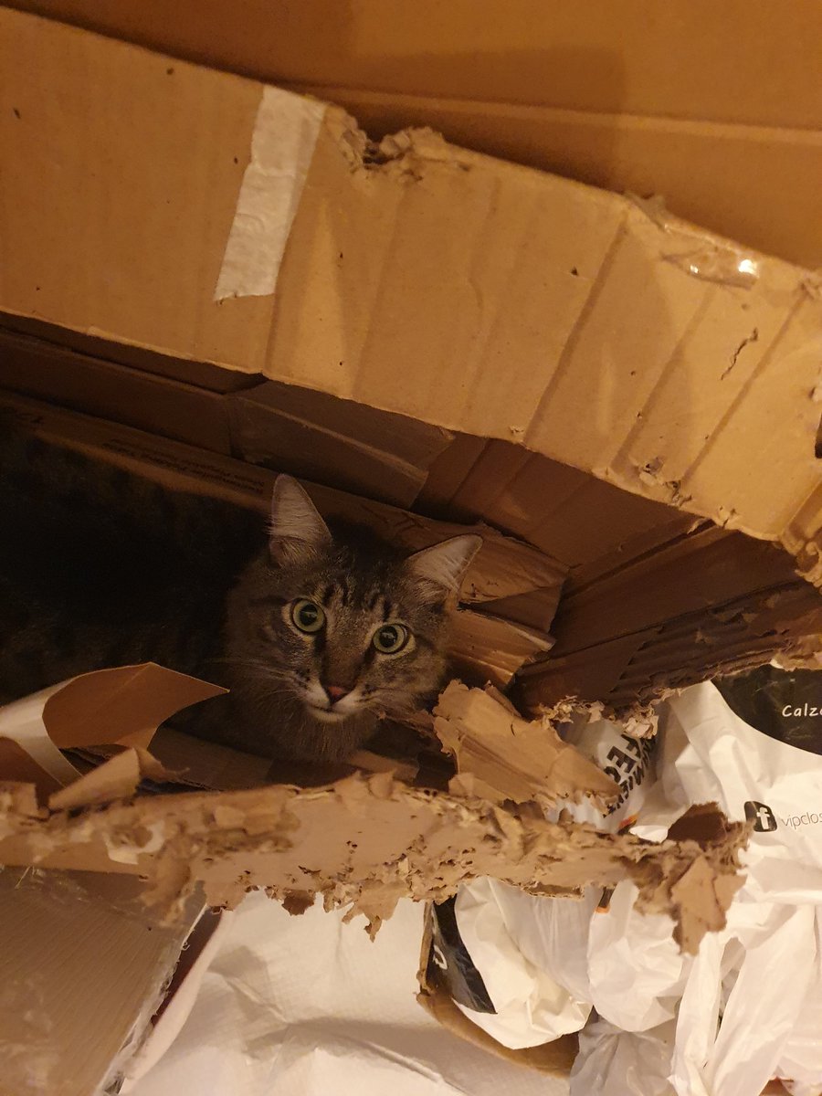 MarcePache1's tweet photo. Día 370 Cuarentena Incapacitada:
"Tienes algún problema Karem 😾... Estoy haciendo cosas" https://t.co/6BKShwfyXx