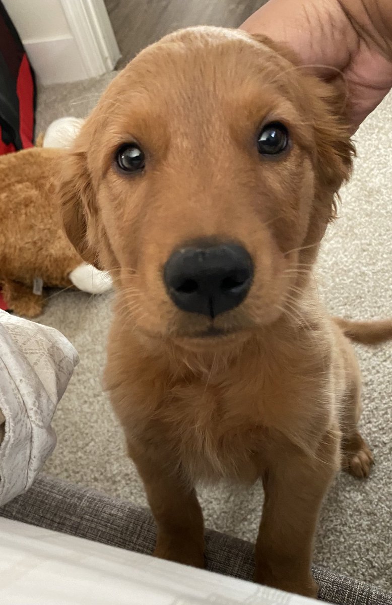 CleophusUzaKing's tweet photo. I might be a lil under the weather, but y’all know I gotstuh stunt on #NationalPuppyDay. 🐾🧡💯
#Cleophus #UzaKing #REPRESENT https://t.co/LDaitFnARx