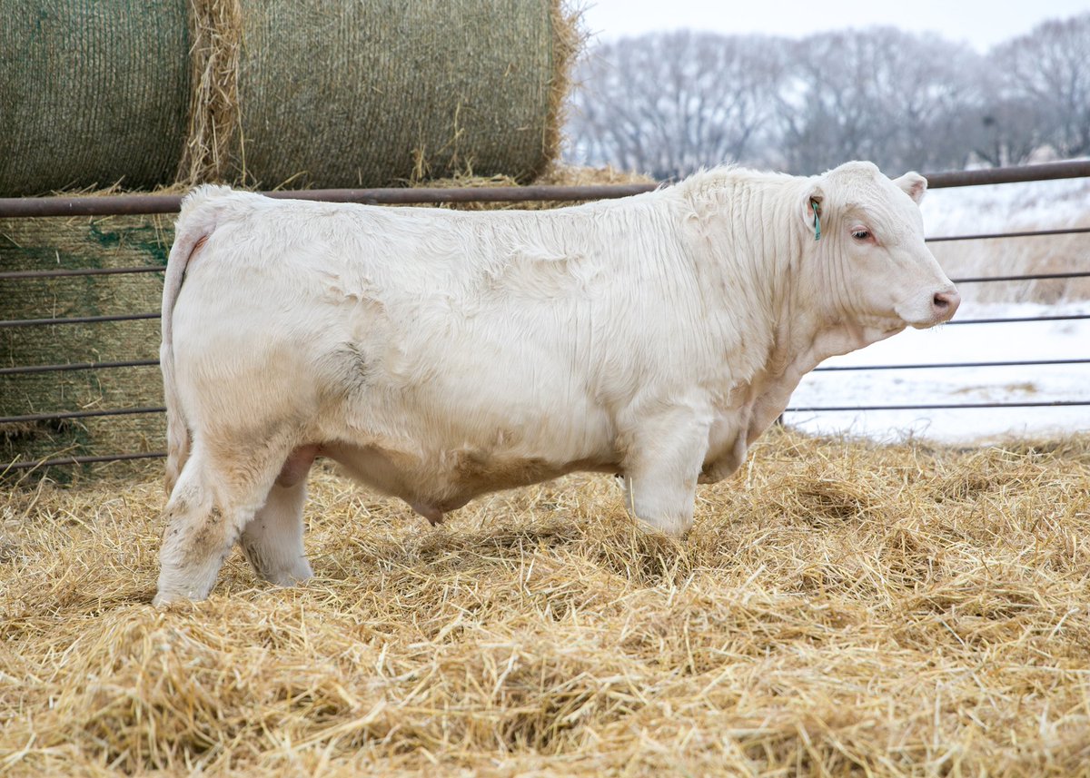 Sale is tomorrow!  Here is the sale order &amp; supplement sheet. Give us a call with any questions!
Catalogue &amp; videos online at htacharolais.com #charolais #HTAbullsale2021 <a href="/CharolaisBanner/">Helge By</a> <a href="/ByCandace/">Candace By</a> <a href="/JonSarahWright1/">Jon & Sarah Wright</a> <a href="/KrisKristjanson/">Kris Kristjanson</a> <a href="/DirectLivestock/">DLMS</a>