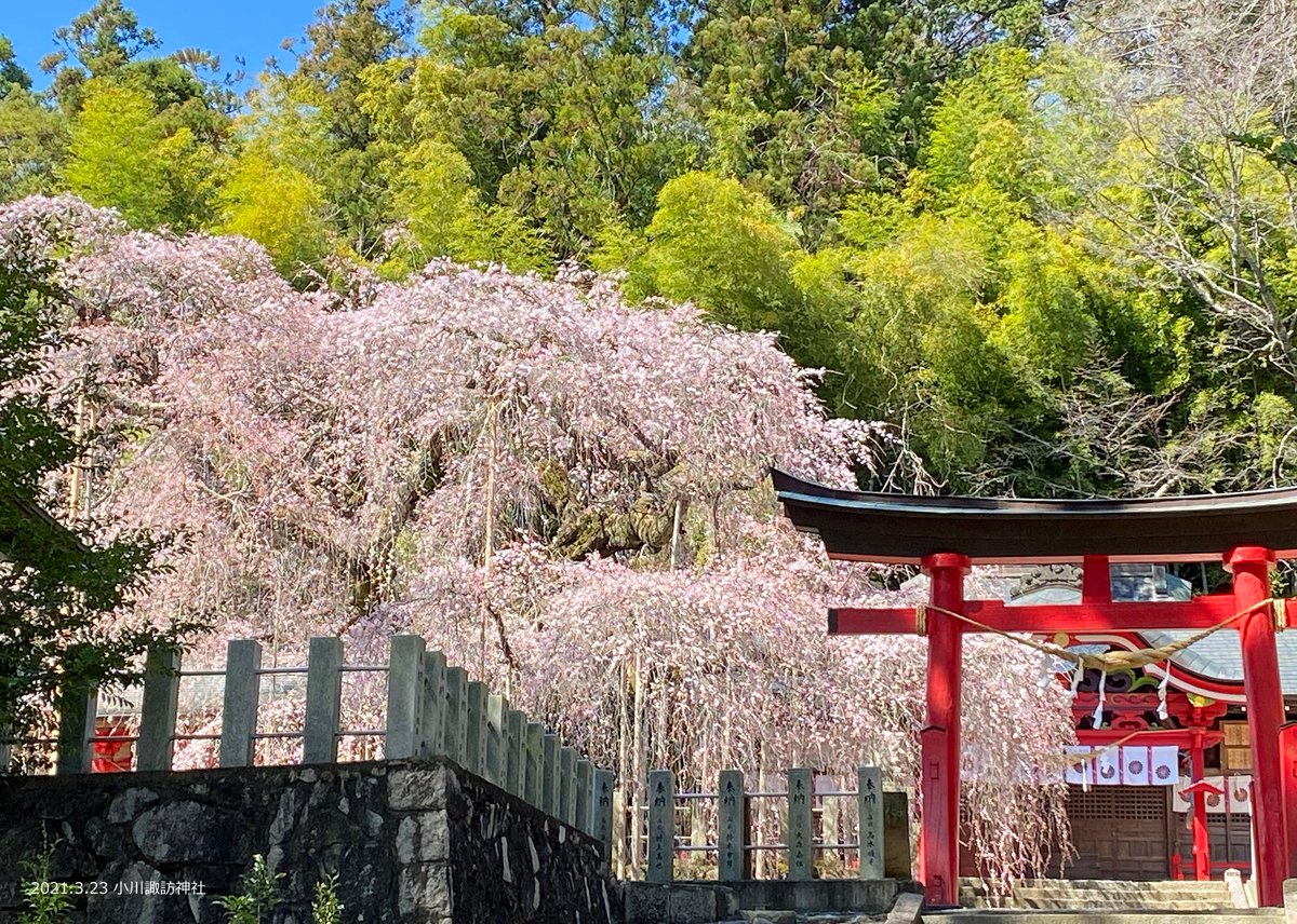 樹齢500年以上を誇る 小川諏訪神社 のシダレザクラ 昨年は3月23日に開花しましたが 今年は19日 金 に開花が確認されました 年 21 03 24 いわき市総合観光案内所 ぐるっといわき 樹齢500年以上を誇る 小川諏訪神社 のシダレザクラ 昨年は3月23日に開花しましたが 今年は19日 金 に開花が確認されました 年 21 03 24 いわき市総合観光案内所 ぐるっといわき