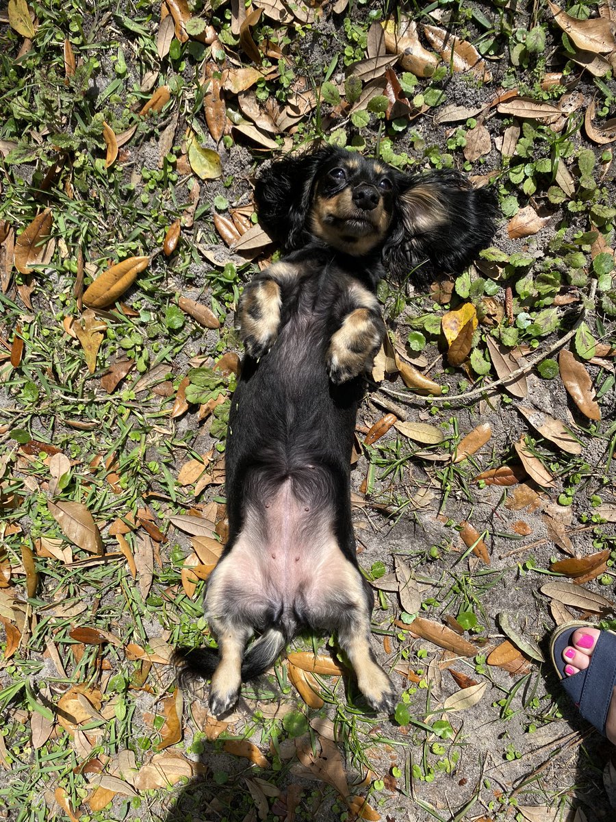 _AutumnJackson's tweet photo. @dog_rates https://t.co/IQPOh0sAs0