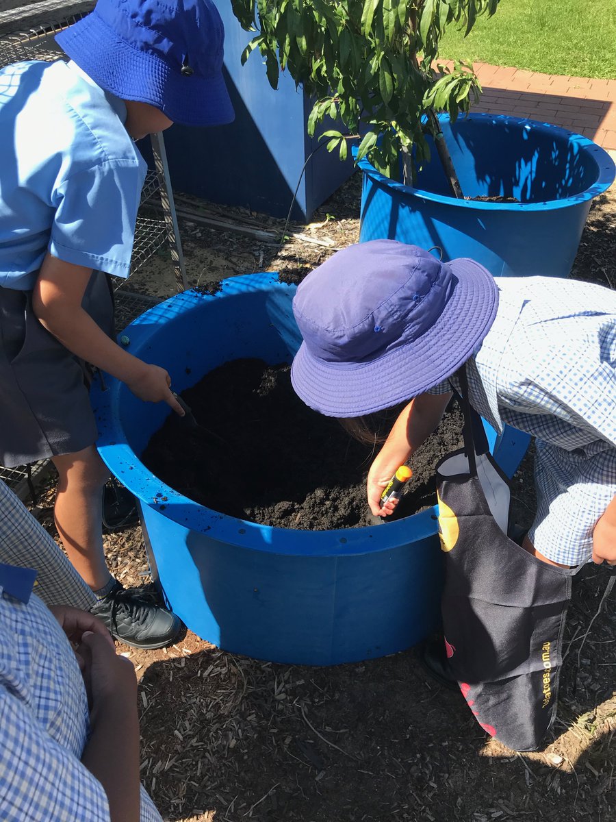 SAWanneroo's tweet photo. The Year Twos are practising being stewards of creation.  They are very excited to start growing potatoes as part of the Seeds for Schools program! #WApotatoes #todatoes #FaithInAction #StAnthonysWay #minimashers https://t.co/FqYuQiwlaA