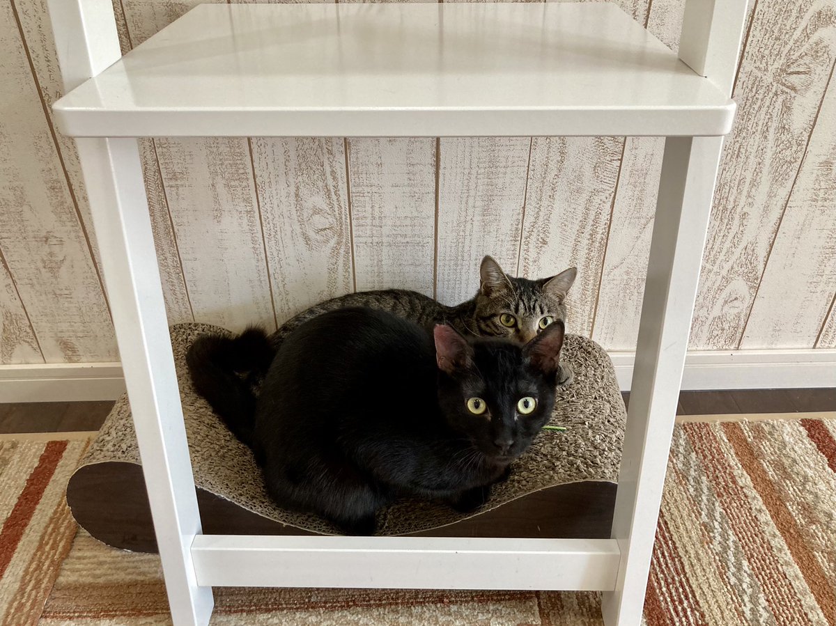 関東4店 譲渡型猫カフェ にゃんくる 川崎 なかよくシェア W 川崎店では現在24匹の猫ちゃんが新しい家族を待っています 猫カフェ 里親募集