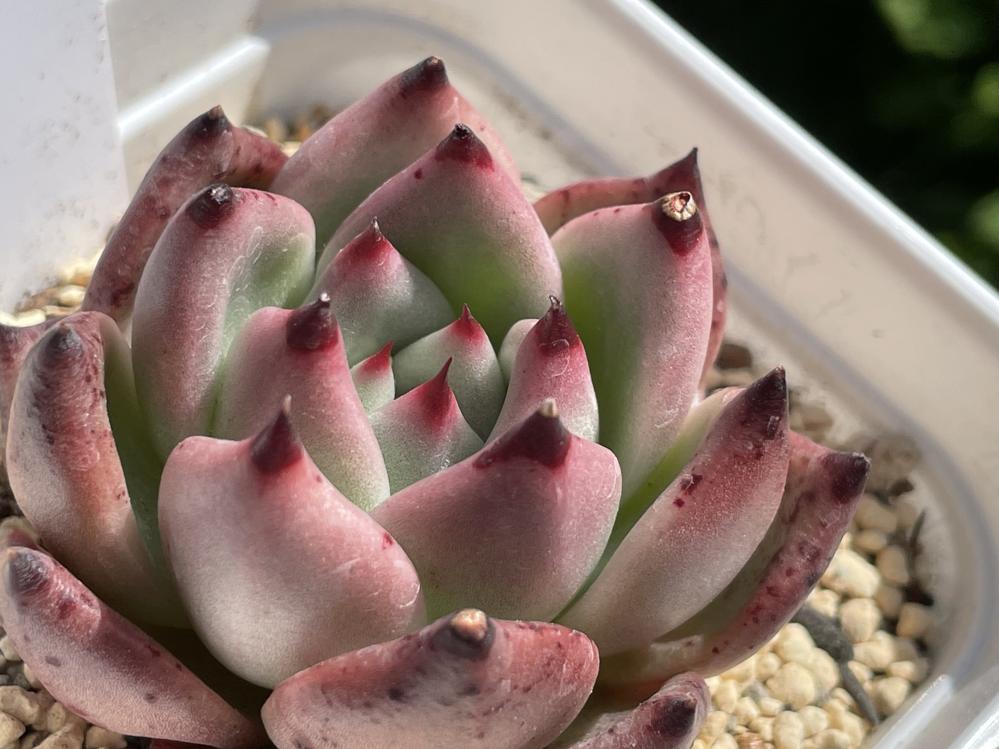 تويتر ツッッツー 多肉植物 ミセスサキュレント على تويتر お嫁に行く前に写真だけでもと頑張って撮り溜めてる ハニーピンク この頃はやりの女の子 って感じで名前と見た目がしっくり来てる 個人的感想 多肉植物 T Co Jjrfhze0fn