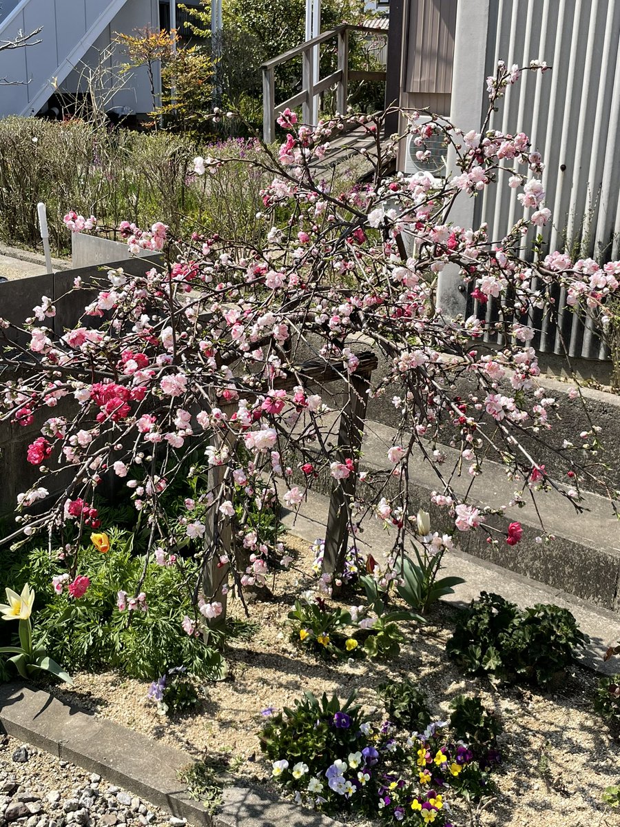 枝垂れ花桃 枝垂れ花桃