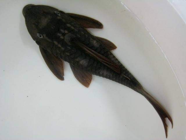 wft0213's tweet photo. 藍眼紫羅蘭異型(16~18CM)
山水水族官網
https://t.co/2I10Sw04KI

#魚缸訂做 #魚缸造景 #魚缸 #觀賞 #觀賞魚 #水族 #熱帶魚 #水族館 #水族馆 #水族箱  #水族用品 #水族用品店 #賞魚 #魚種  #紅龍 #血紅龍 #古代魚 #烏龜 #異型 #觀賞魚水族 #觀賞魚缸 #水生生物 #kaohsiung #taiwan #高雄 #台灣 #左營 https://t.co/Fe4uEfGFqT