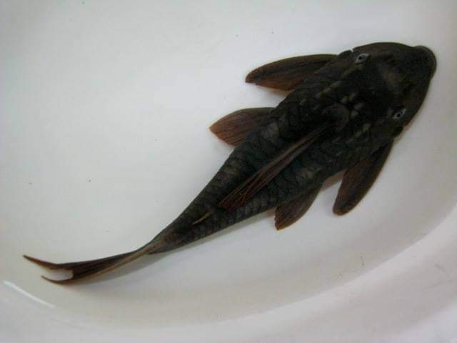 wft0213's tweet photo. 藍眼紫羅蘭異型(16~18CM)
山水水族官網
https://t.co/2I10Sw04KI

#魚缸訂做 #魚缸造景 #魚缸 #觀賞 #觀賞魚 #水族 #熱帶魚 #水族館 #水族馆 #水族箱  #水族用品 #水族用品店 #賞魚 #魚種  #紅龍 #血紅龍 #古代魚 #烏龜 #異型 #觀賞魚水族 #觀賞魚缸 #水生生物 #kaohsiung #taiwan #高雄 #台灣 #左營 https://t.co/Fe4uEfGFqT