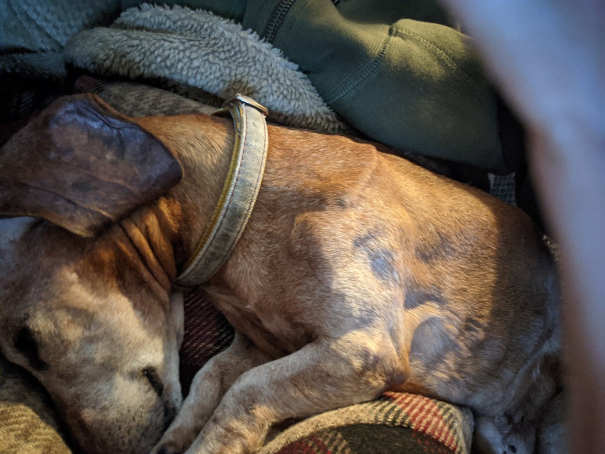 BridgieKathleen's tweet photo. He's loved, well fed, warm and still has a wagging tail! #lifegoals #NationalPuppyDay2021 #almost16 https://t.co/k0QAMH3F99