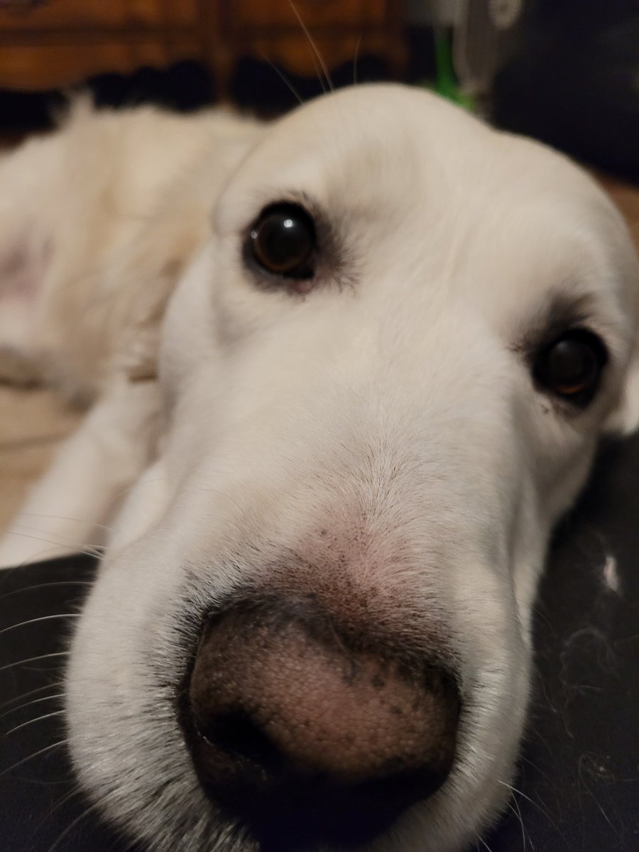 DullestWonder's tweet photo. Goodnight from my pupper and me💜🌌

@SmallStreamersR @rtsmallstreams @promo_streams #SmallStreamerCommunity #smallstreamer https://t.co/IOULaiTnsN