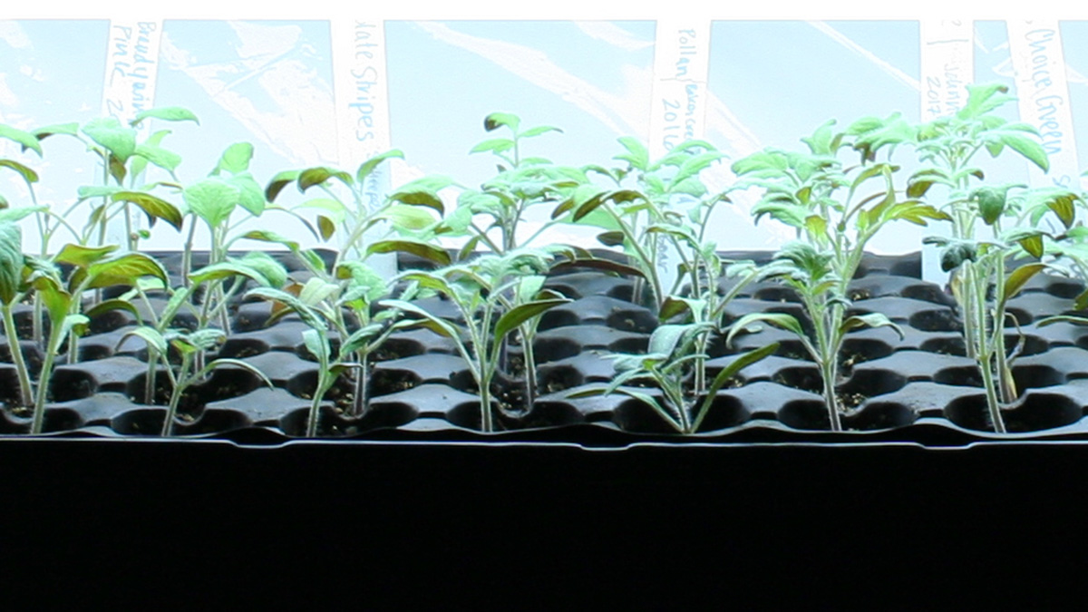 This video will show you how to set up a simple, affordable, multi-tier light system for starting seeds indoors. ow.ly/uTQY30rBhKd