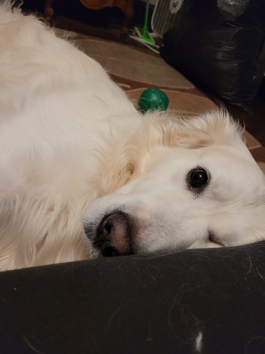 DullestWonder's tweet photo. Goodnight from my pupper and me💜🌌

@SmallStreamersR @rtsmallstreams @promo_streams #SmallStreamerCommunity #smallstreamer https://t.co/IOULaiTnsN