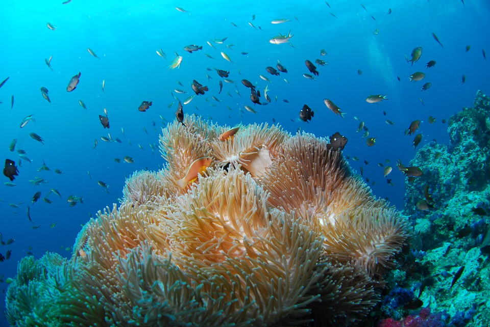 SylviaEarle's tweet photo. Coral reefs are not just about the coral and great kelp forests are not just about the kelp - it's about the sea creatures. https://t.co/isKvhgCDPt