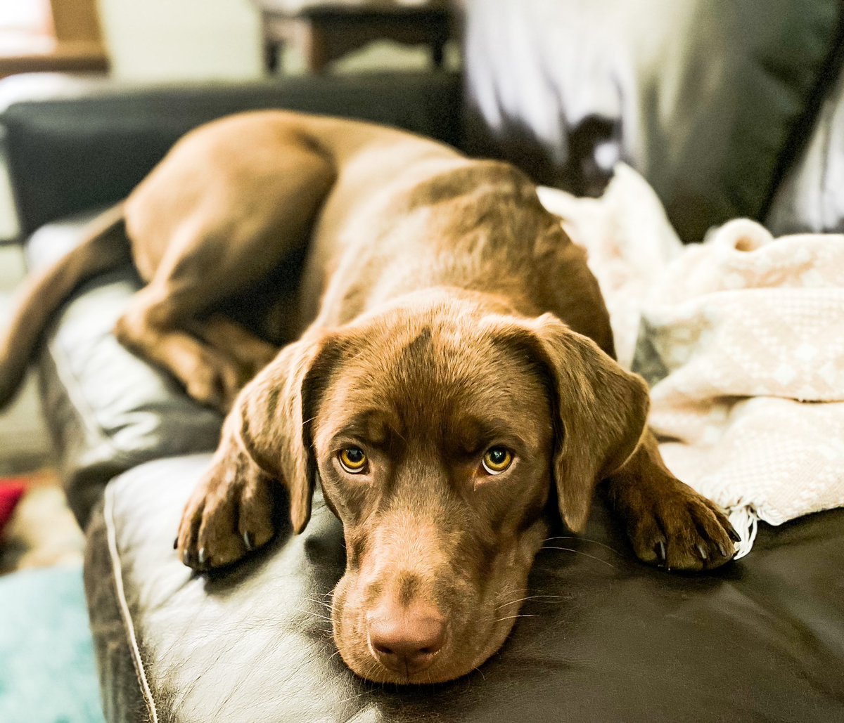 It’s YOUR day, Maggie #NationalPuppyDay
