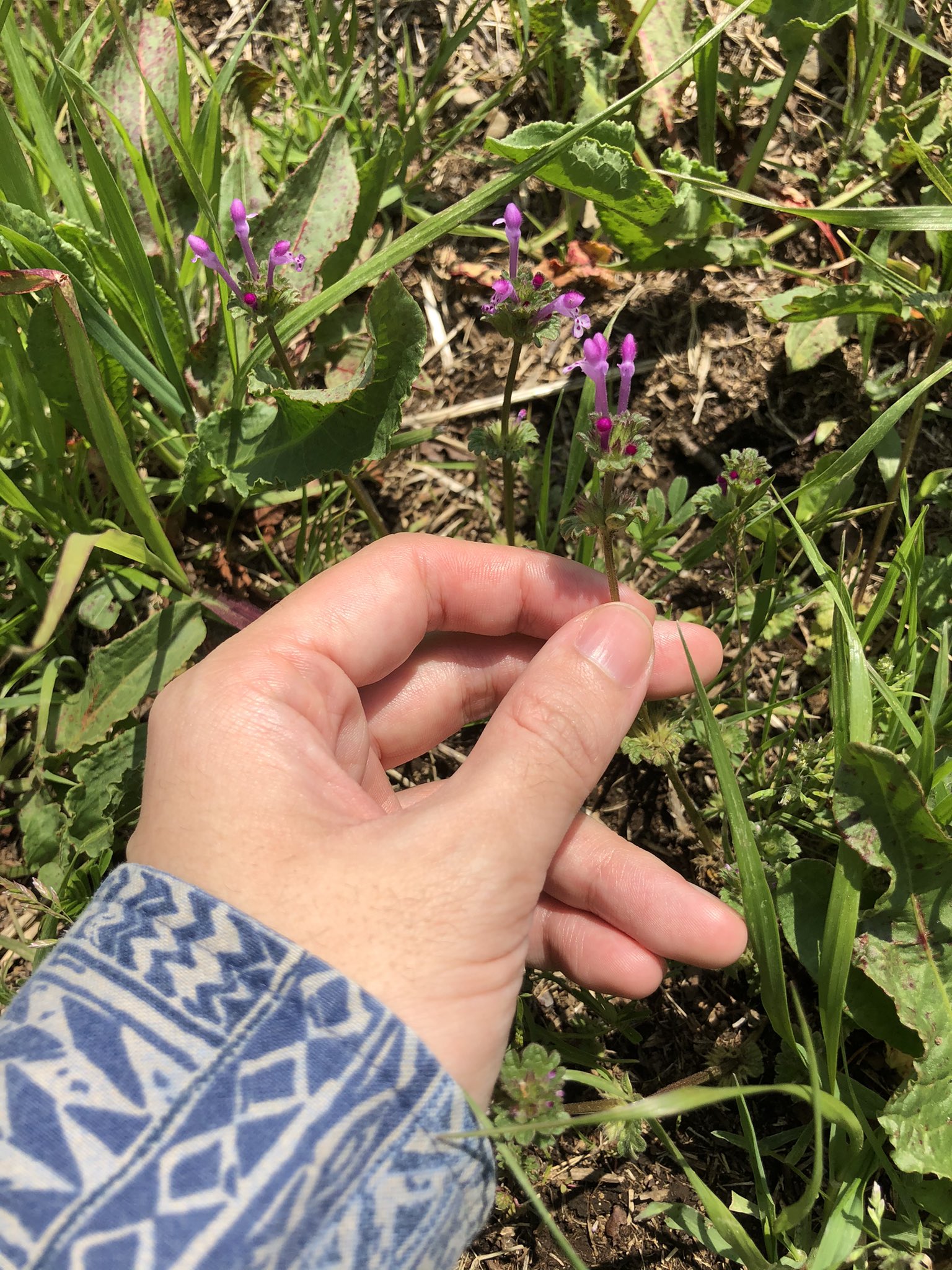 تويتر 火種 Hidane على تويتر ホトケノザって 七草ってことはこの花食えるの と思って調べたら コオニタビラコっていうキク科の植物もホトケノザって呼ぶことあるらしくて 七草粥で食べるのはコオニタビラコの方らしい ずっと勘違いしてた