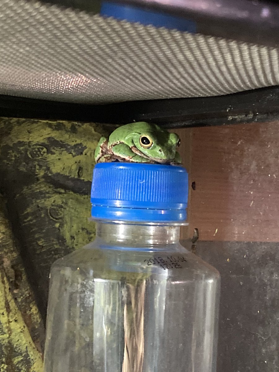 ｼｭﾚｰｹﾞﾙｱｵｶﾞｴﾙ