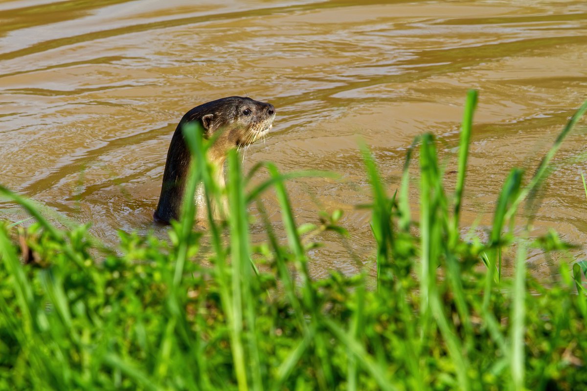 alfpang's tweet photo. #SungeiUluPandan #RiverReport 24th March #2021: 

No eagle today, but there were #otters. https://t.co/tinzYEre0E