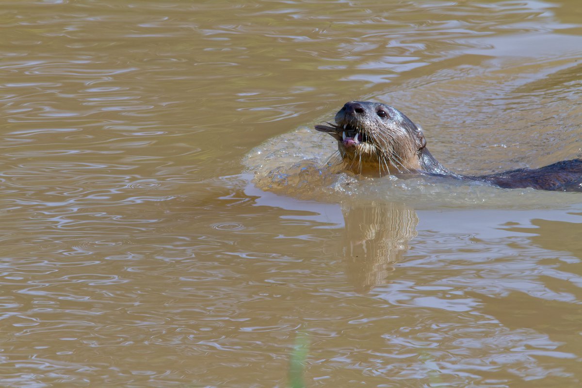 alfpang's tweet photo. #SungeiUluPandan #RiverReport 24th March #2021: 

No eagle today, but there were #otters. https://t.co/tinzYEre0E
