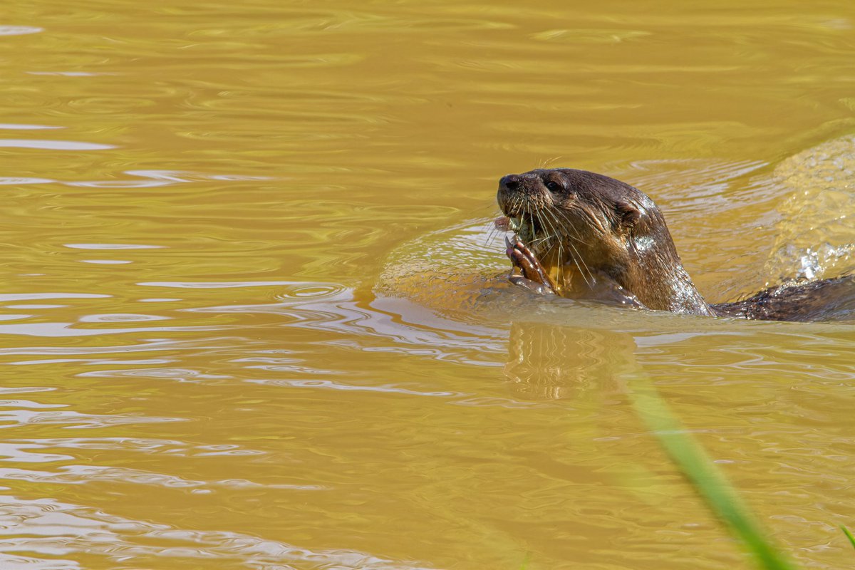 alfpang's tweet photo. #SungeiUluPandan #RiverReport 24th March #2021: 

No eagle today, but there were #otters. https://t.co/tinzYEre0E